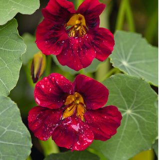 Black Velvet Nasturtium Seeds