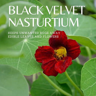 Black Velvet Nasturtium Seeds